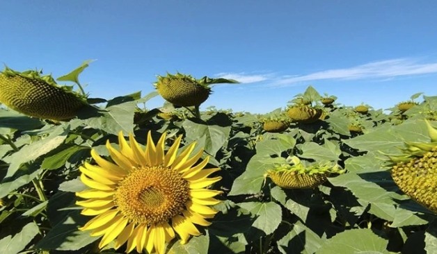 Яни Янев: Производителите на слънчогледово олио са принудени да продават на загуба